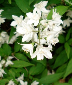 garden June 6-06 035 (1)